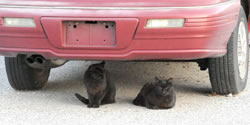 cats under car
